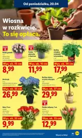 Lidl gazetka Strona 87