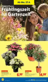 Lidl Prospekt woche 18 Seite 66