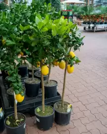 Plantorama tilbudsavis uge 17 Side 1