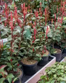 Plantorama tilbudsavis uge 17 Side 3
