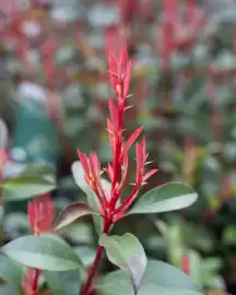 Plantorama tilbudsavis uge 17 Side 4