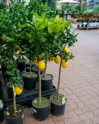 Plantorama (gælder indtil 26-04)