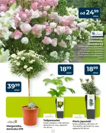 Mrówka gazetka Strona 11