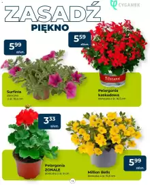 Mrówka gazetka Strona 13