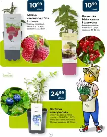 Mrówka gazetka Strona 15