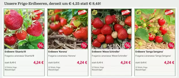 Starkl Flugblatt Seite 1