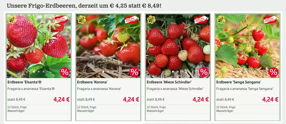 Starkl (gültig bis 4-05)