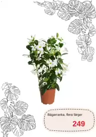 Blomsterlandet reklamblad Sida 5