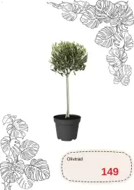 Blomsterlandet reklamblad Sida 6