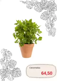 Blomsterlandet reklamblad Sida 8