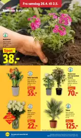 Lidl tilbudsavis uge 18 Side 32