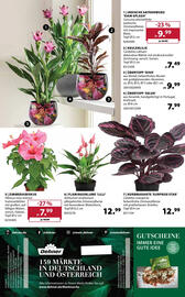 Dehner Prospekt woche 17 Seite 16