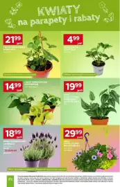 Stokrotka Market gazetka tydzień 17 Strona 43