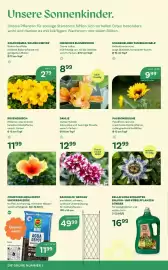 Bellaflora Flugblatt Seite 6