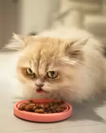 Catálogo Nikon Página 3