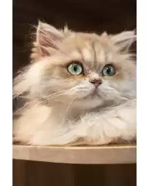 Catálogo Nikon Página 4