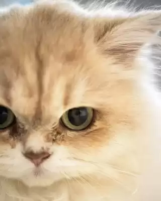 Nikon (válido hasta 6-05)