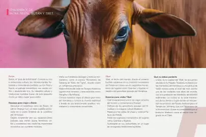 Catálogo Catai Página 17