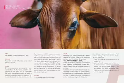 Catálogo Catai Página 19