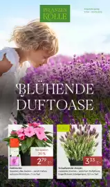 Pflanzen Kölle Prospekt woche 18 Seite 1