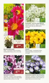 Pflanzen Kölle Prospekt woche 18 Seite 2