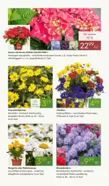 Pflanzen Kölle Prospekt woche 18 Seite 3