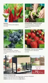 Pflanzen Kölle Prospekt woche 18 Seite 6
