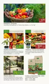 Pflanzen Kölle Prospekt woche 18 Seite 7