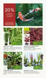 Pflanzen Kölle Prospekt woche 18 Seite 8
