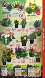 Jawoll Prospekt woche 18 Seite 7