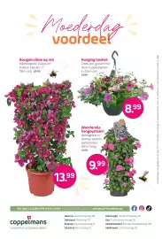 Coppelmans folder Pagina 8