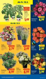 Lidl Prospekt woche 20 Seite 75
