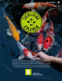 MegaZoo Flugblatt woche 18 Seite 17