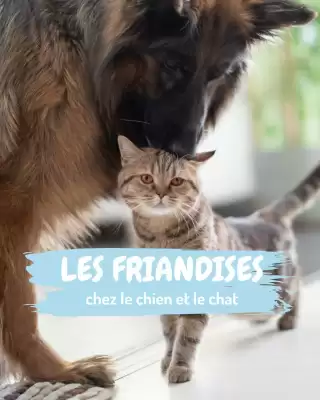 Médor et Compagnie (valable jusqu'au 4-05)