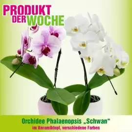 Blumen B&B Flugblatt woche 18 Seite 10