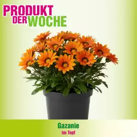 Blumen B&B Flugblatt woche 18 Seite 2