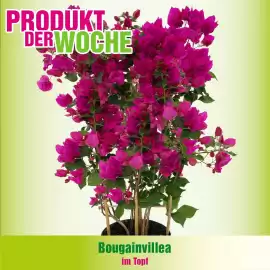Blumen B&B Flugblatt woche 18 Seite 4
