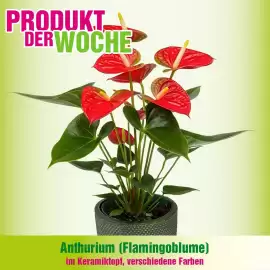 Blumen B&B Flugblatt woche 18 Seite 5