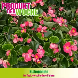 Blumen B&B Flugblatt woche 18 Seite 6