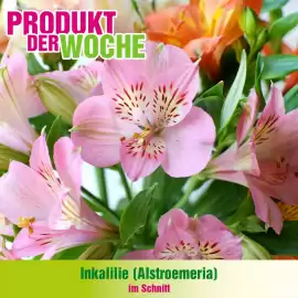 Blumen B&B Flugblatt woche 18 Seite 7