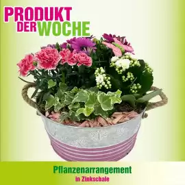 Blumen B&B Flugblatt woche 18 Seite 8