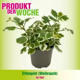 Blumen B&B Flugblatt woche 18 Seite 9