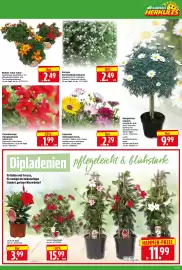 Herkules Baumarkt Prospekt woche 18 Seite 2