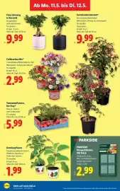 Lidl Flugblatt woche 19 Seite 31