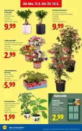 Lidl Flugblatt woche 19 Seite 31