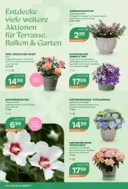 Bellaflora Flugblatt Seite 2
