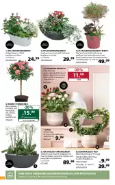 Dehner Flugblatt woche 19 Seite 2