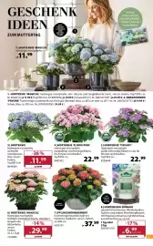 Dehner Prospekt woche 19 Seite 3