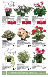 Dehner Prospekt woche 19 Seite 5