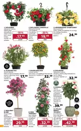 Dehner Prospekt woche 19 Seite 6